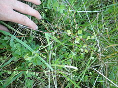 Muehlenbeckia complexa