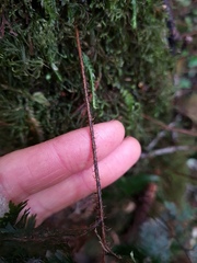 Hymenophyllum scabrum