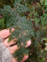 Hymenophyllum scabrum