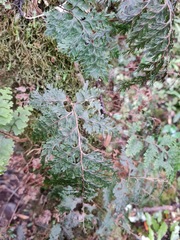 Hymenophyllum scabrum