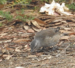 Climacteris picumnus