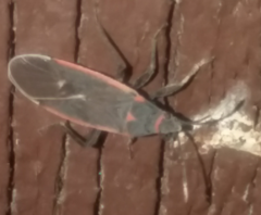 Melacoryphus lateralis