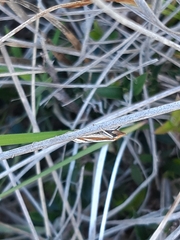 Philobota protecta