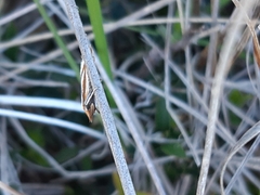 Philobota protecta