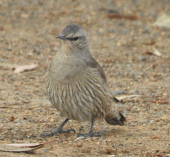 Climacteris picumnus