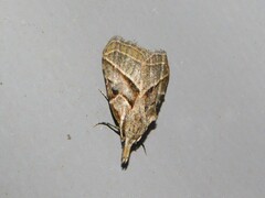 Meganola ochrographa