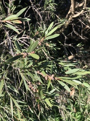 Melaleuca paludicola