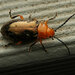 Lamprolina aeneipennis - Photo (c) Bruno Bell,  זכויות יוצרים חלקיות (CC BY-NC), הועלה על ידי Bruno Bell