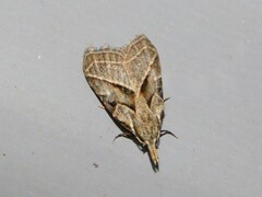Meganola ochrographa