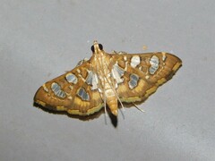 Nausinoe quadrinalis