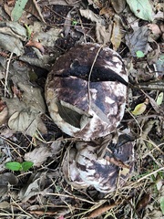 Calvatia craniiformis