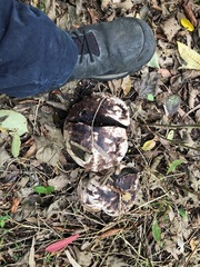 Calvatia craniiformis