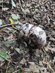 Calvatia craniiformis