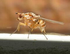 Helinomydaea fuscoflava