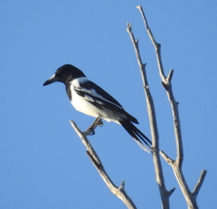 Cracticus nigrogularis