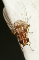 Helinomydaea fuscoflava