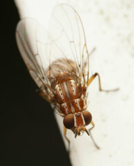 Helinomydaea fuscoflava