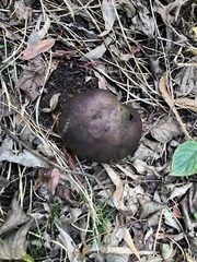 Calvatia craniiformis