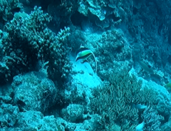 Zanclus cornutus