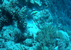 Zanclus cornutus
