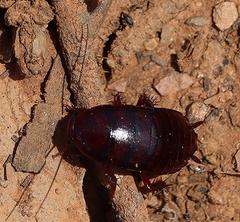 Polyzosteriinae