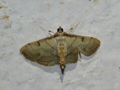 Marasmia poeyalis
