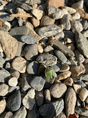 Chlorochroa