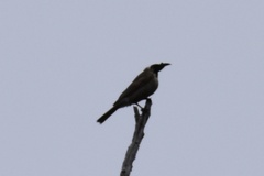 Philemon corniculatus