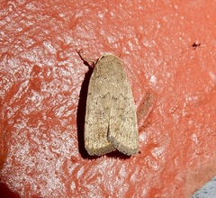 Athetiina