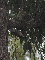 Climacteris picumnus