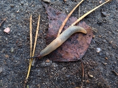 Krynickillus melanocephalus