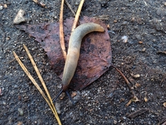 Krynickillus melanocephalus