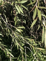 Melaleuca paludicola