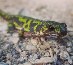 Triturus marmoratus