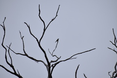 Philemon corniculatus