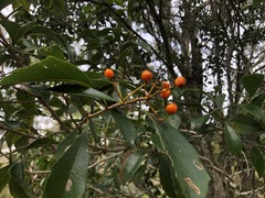 Auranticarpa rhombifolia