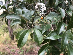 Auranticarpa rhombifolia