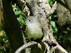 Empidonax hammondii