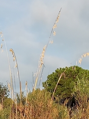 Poaceae