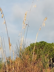 Poaceae