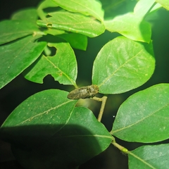 Agrypnus bipapulatus