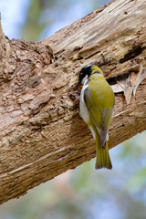 Melithreptus lunatus