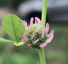 Trifolium glomeratum