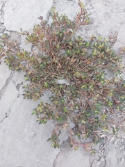Portulaca oleracea