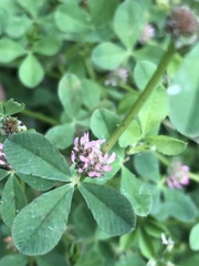 Trifolium glomeratum