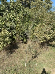 Erythrostemon gilliesii