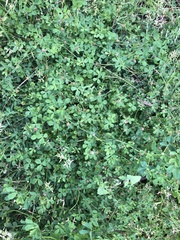 Trifolium glomeratum