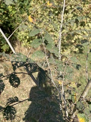 Erythrostemon gilliesii