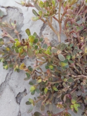 Portulaca oleracea