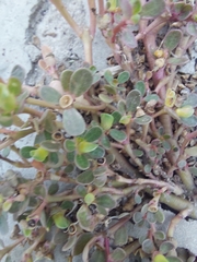 Portulaca oleracea